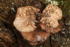 Gymnopus barbipes