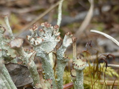 Cladonia ecmocyna intermedia