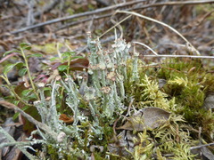 Cladonia ecmocyna intermedia