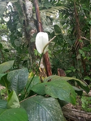 Spathiphyllum wallisii