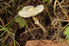 Leucocoprinus flavescens