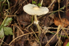 Leucocoprinus flavescens