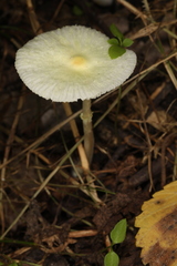 Leucocoprinus flavescens