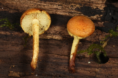 Pleuroflammula