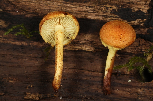 Pleuroflammula (Photo 2 of 2)