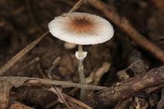 Leucoagaricus coerulescens
