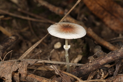 Leucoagaricus coerulescens