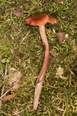 Laccaria trichodermophora