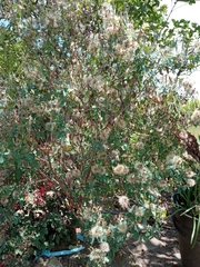 Porophyllum ruderale