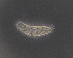 Tachysoma pellionellum