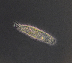 Tachysoma pellionellum