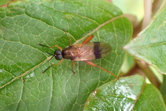 Benhamyia apicalis