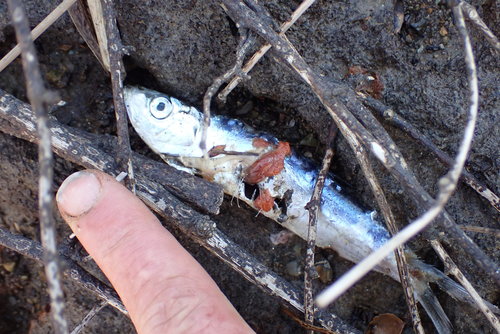 New Zealand sprat (Sprattus antipodum) — Clupeidae — 4