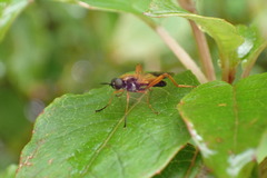 Benhamyia apicalis