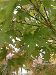 Acer palmatum