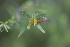 Pimelea microcephala microcephala