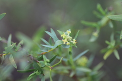 Pimelea microcephala microcephala