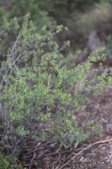 Pimelea microcephala microcephala