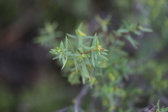 Pimelea microcephala microcephala