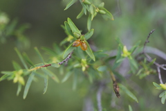 Pimelea microcephala microcephala