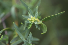 Pimelea microcephala microcephala