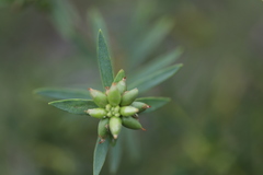 Pimelea microcephala microcephala