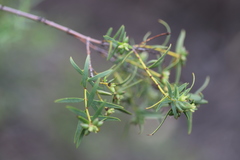 Pimelea microcephala microcephala