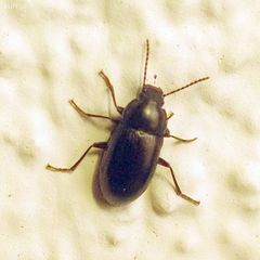 Nalassus dermestoides