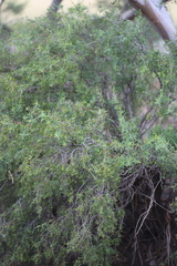 Pimelea microcephala microcephala