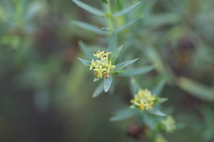 Pimelea microcephala microcephala