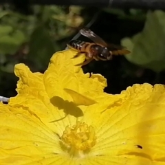Megachile laticeps