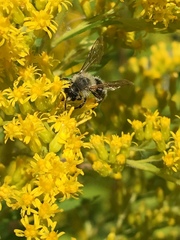 Cnemidandrena
