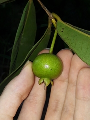 Psidium salutare