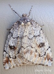 Spodolepis substriataria