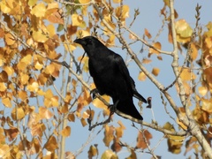 Corvus brachyrhynchos