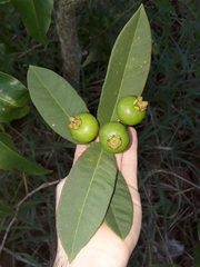 Psidium salutare