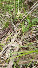 Prasophyllum fitzgeraldii