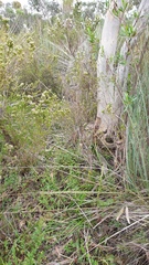 Prasophyllum fitzgeraldii