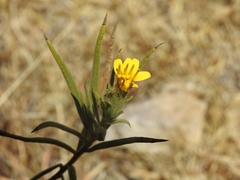 Trixis angustifolia