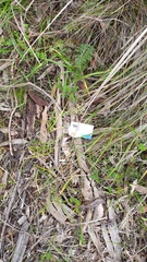 Prasophyllum fitzgeraldii