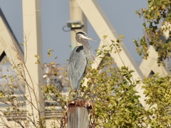 Ardea herodias
