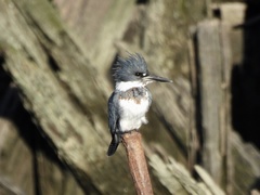 Megaceryle alcyon