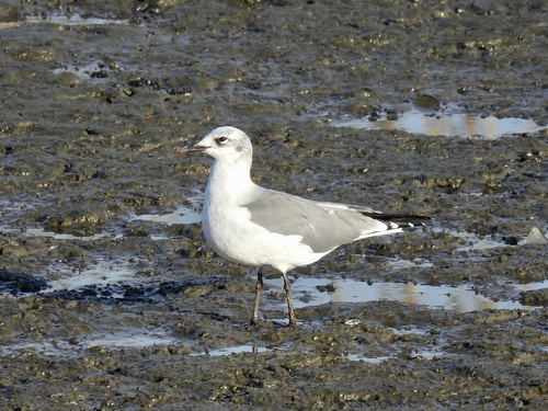 Laughing Gull photographed in New York