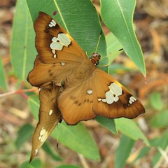 Netrocoryne repanda