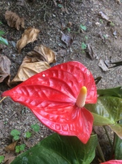 Anthurium andraeanum