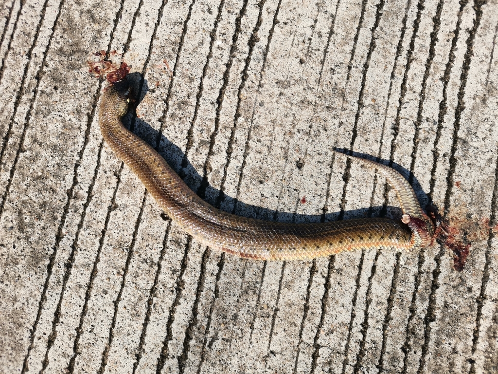 Chanard's Mud Snake