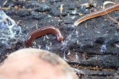 Acteonemertes bathamae
