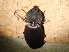 Aphileus