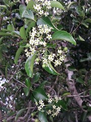 Denhamia fournieri