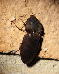 Aphileus